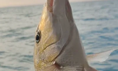 Ajman Report Video 0