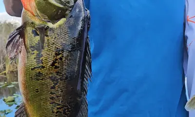 Broward County Report Video 2