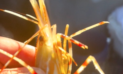 Look no further, Oliver is your guy \ud83d\udcaf%