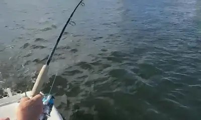 Captain was great even with the windy conditions he put us on the fish