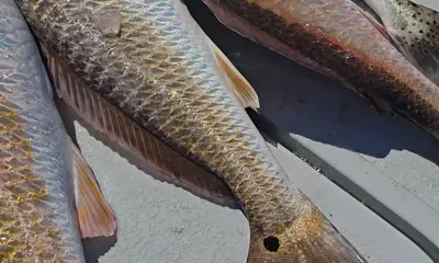 South Padre Island Report Video 2