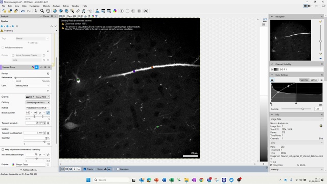 Neuron Tracing in arivis Pro