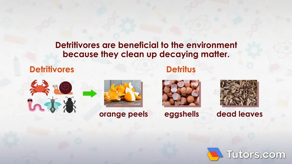 Detrivore Examples what-is-a-lagoon-definition-of-lagoon