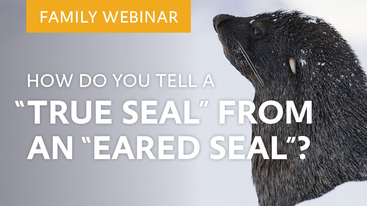 Family Webinar: How do you tell a “true seal” from an “eared seal”?