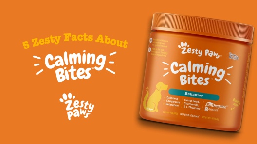 Play Video: Learn More About Zesty Paws From Our Team of Experts