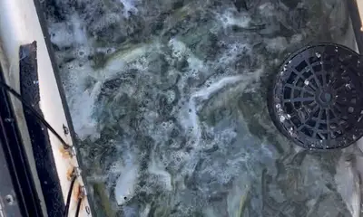 Tampa Report Video 1