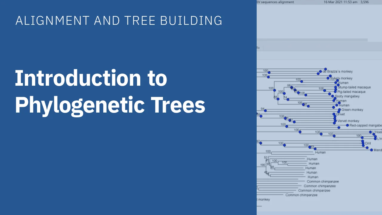 simple phylogeny