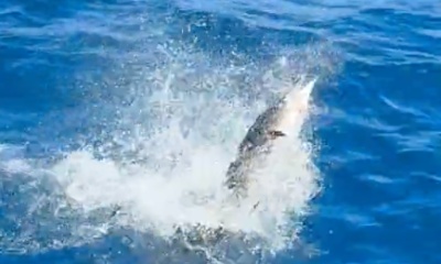 Professional and knowledgable