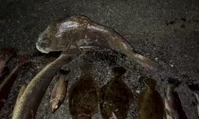 Apalachicola Report Video 0