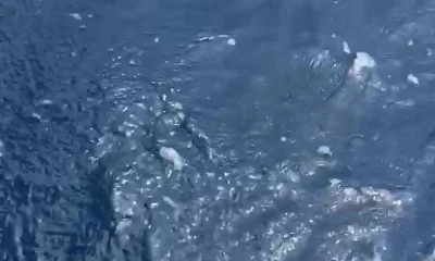 Carolina Beach Report Video 0