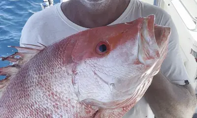 Port Douglas Report Video 0