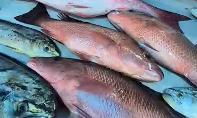 Destin Report Video 0