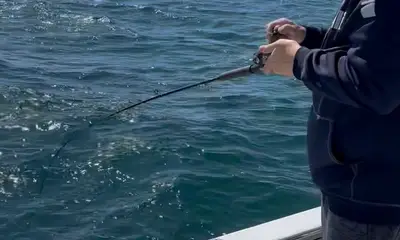 Cape Cod Report Video 1