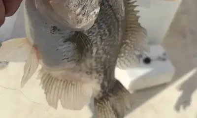 Clewiston Report Video 2