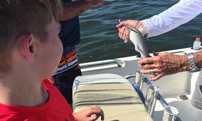 sharks and marshes!