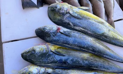 San Diego Report Video 0