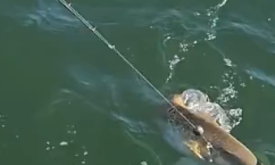 Galveston Report Video 0