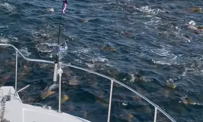 Biloxi Report Video 0