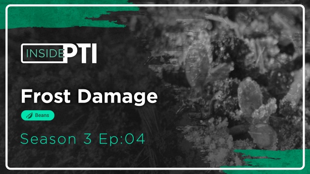 InsidePTI S3•E04 | Planting Early: Frost Damage ‣ Soybean