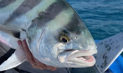 Cabo San Lucas Report Video 0