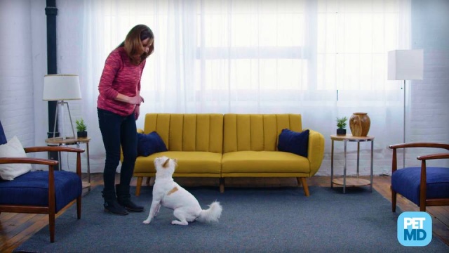 How To Stop Your Dog From Jumping PetMD