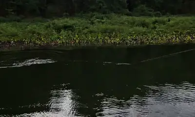 Gamboa Report Video 0