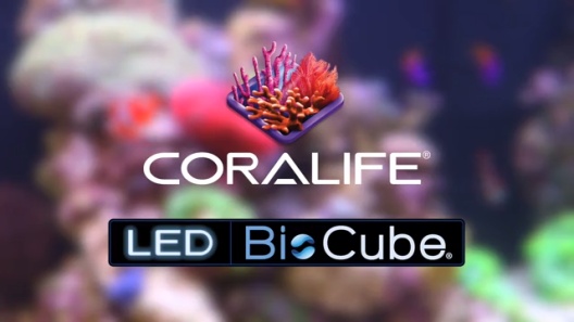 Play Video: Learn More About Coralife From Our Team of Experts