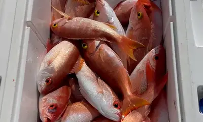 West Palm Beach Report Video 0