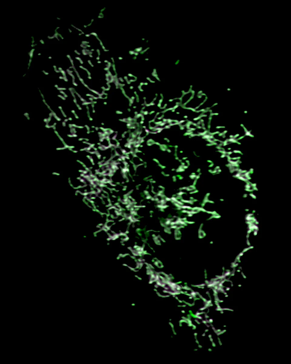 ZEISS Lattice Lightsheet 7 - U2OS mitotracker ratiometric imaging