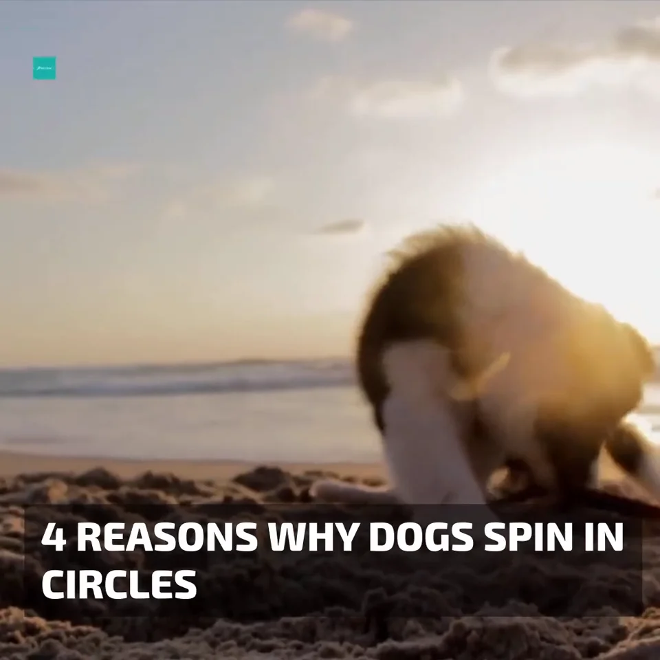 why do old dogs spin in circles