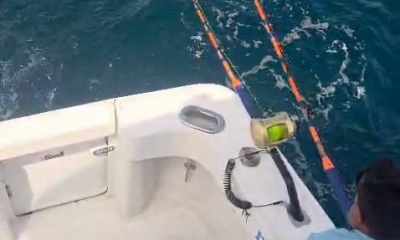 Bluefin tuna is done and Marlin are arro