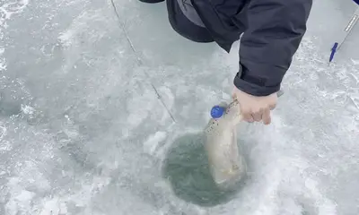 Lake Michigan Report Video 1