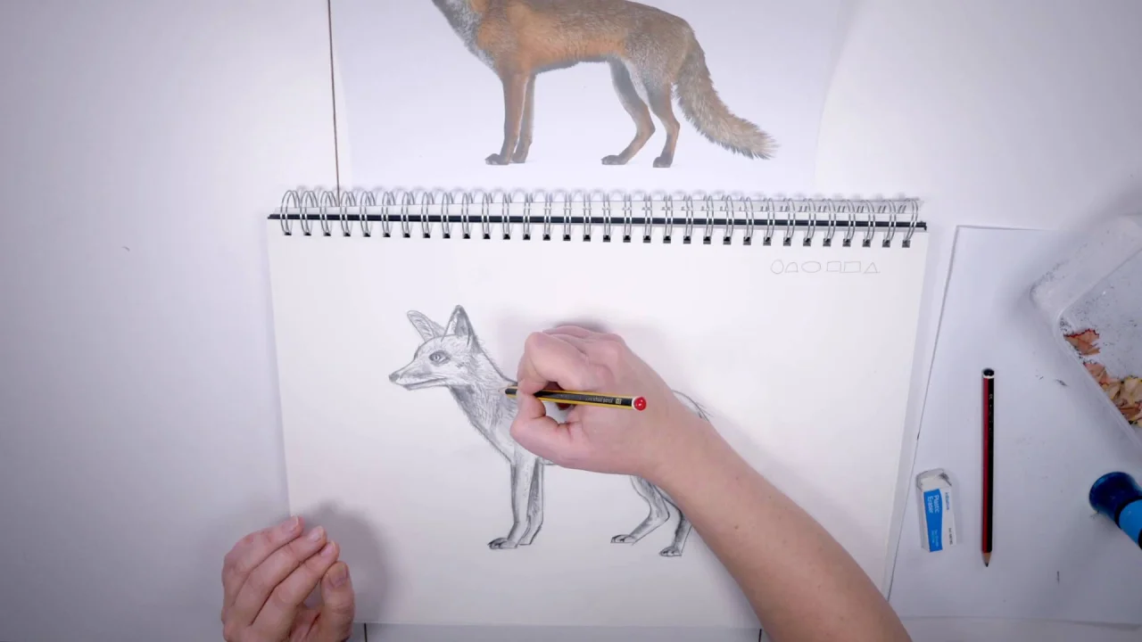 How to Draw: Woodland Animals