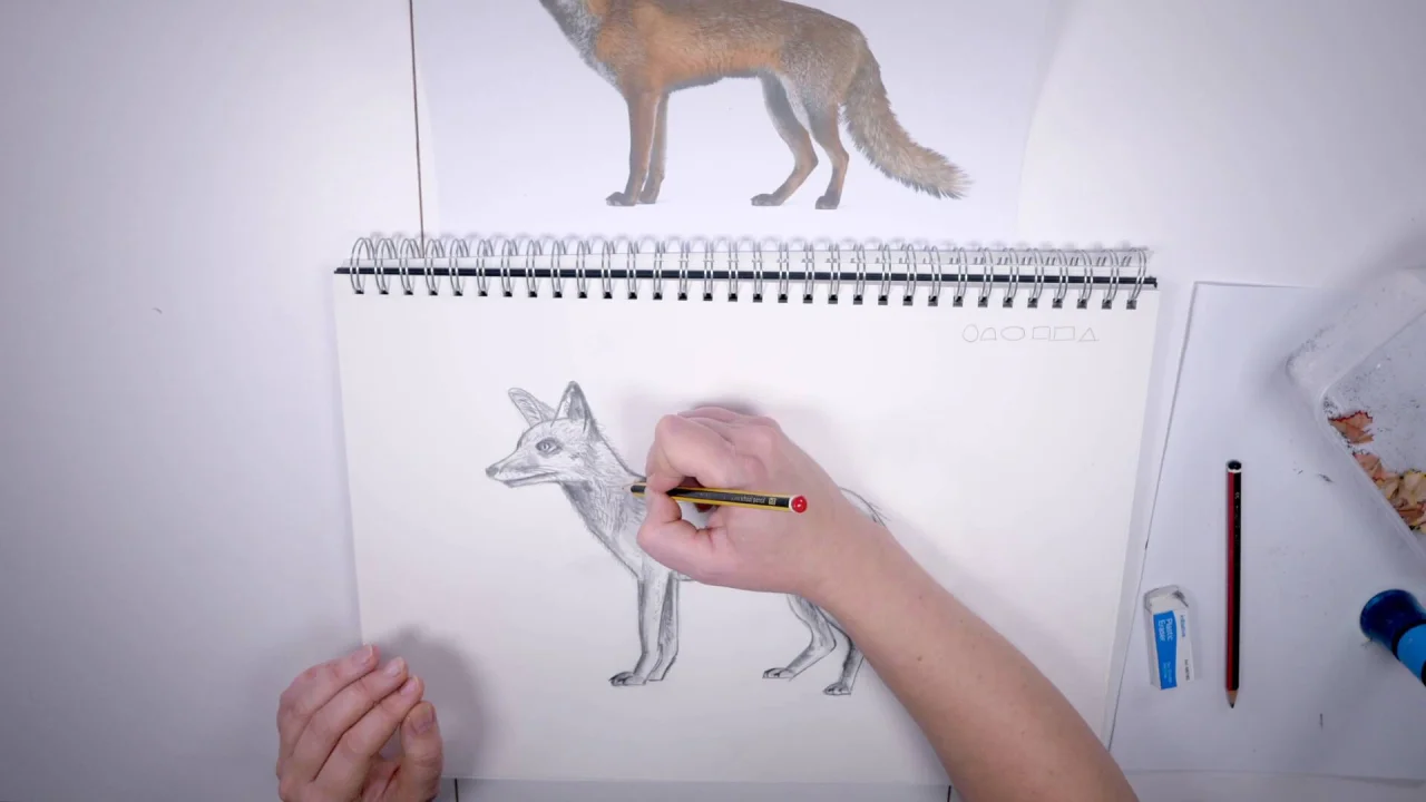 How to Draw: Woodland Animals How to Draw: Woodland Animals