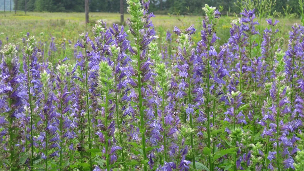 Lobelia cardinalis 'Queen Victoria' plants