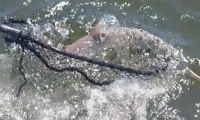 Murrells Inlet Report Video 0