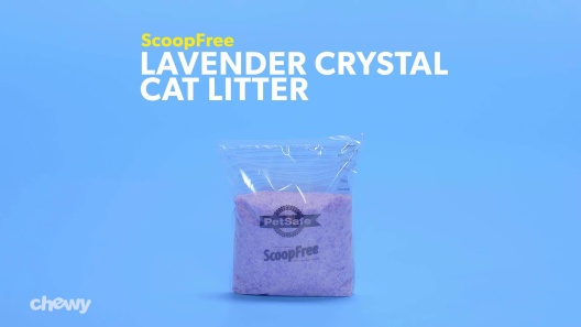 Play Video: Learn More About ScoopFree From Our Team of Experts