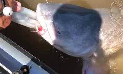 Memphis Report Video 1