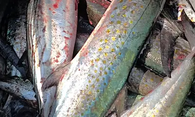 Panama City Report Video 0