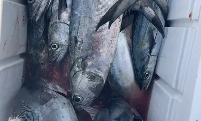Biscayne Bay Report Video 2