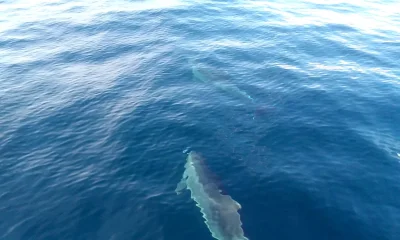 Narooma Report Video 0