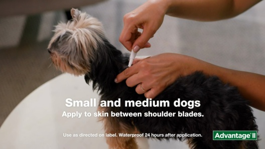 Advantage II Flea Treatment for Dogs, 21-55 lbs