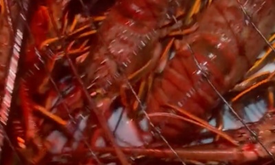 Los Angeles Report Video 0