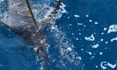 Cabo San Lucas Bericht Video 0