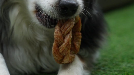 Puffed Rwhide HARVEST MOON Rawhide-Free Puffed Bacon Flavored Soft & Chewy Dog Twists ...