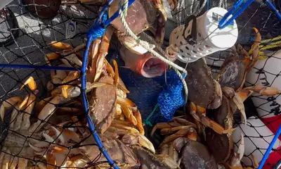 Its Dungeness crab season!!!