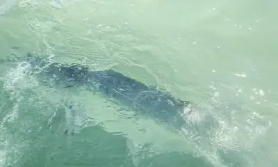 Stock Island Bericht Video 0