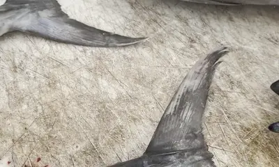 Fort Lauderdale Report Video 1