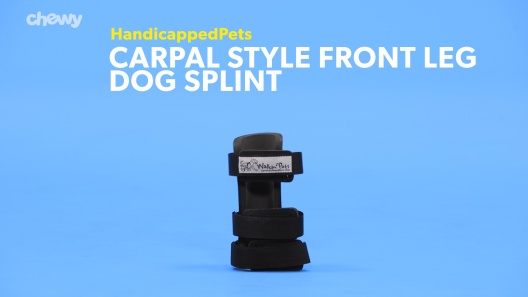 Play Video: Learn More About HandicappedPets From Our Team of Experts