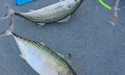 Narragansett Report Video 0